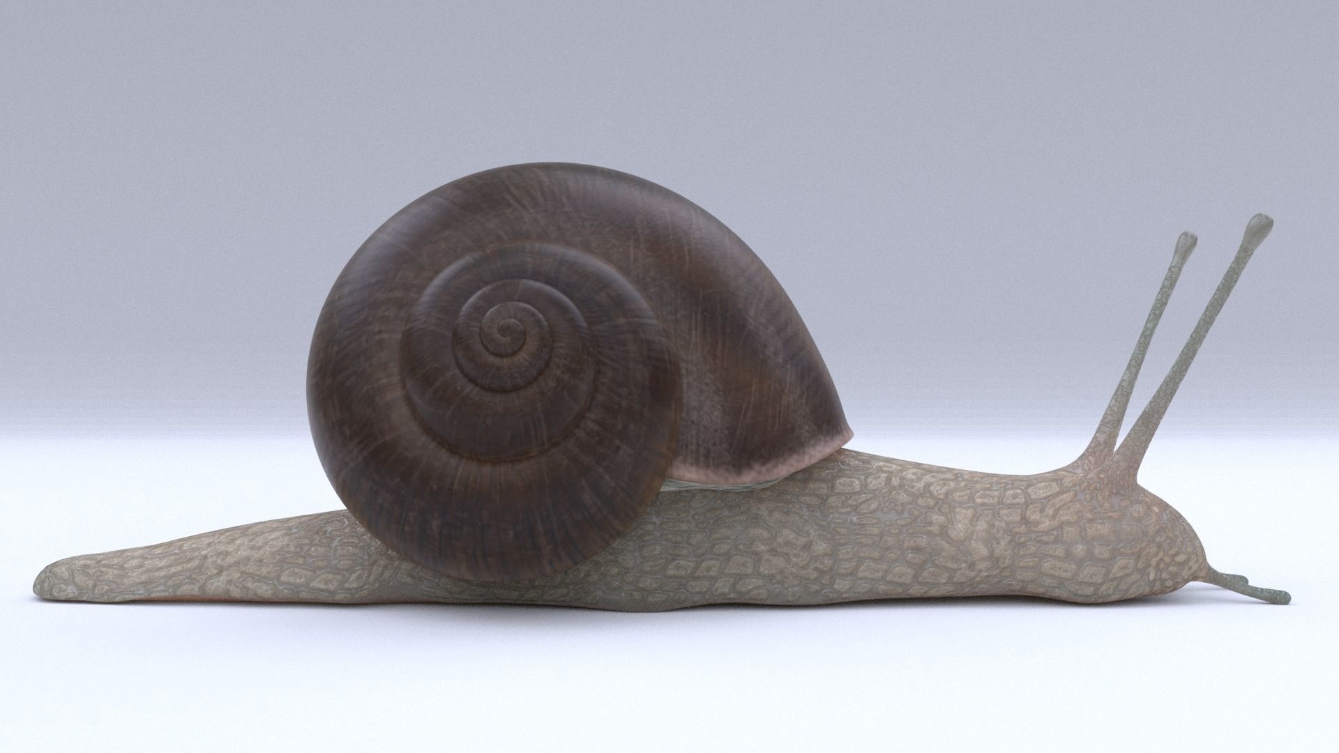 Snail Low-poly 3D model_1