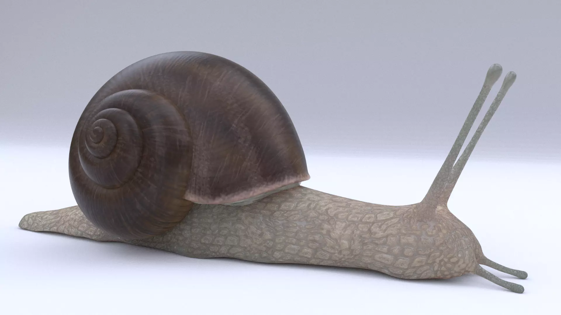 Snail Low-poly 3D model_0