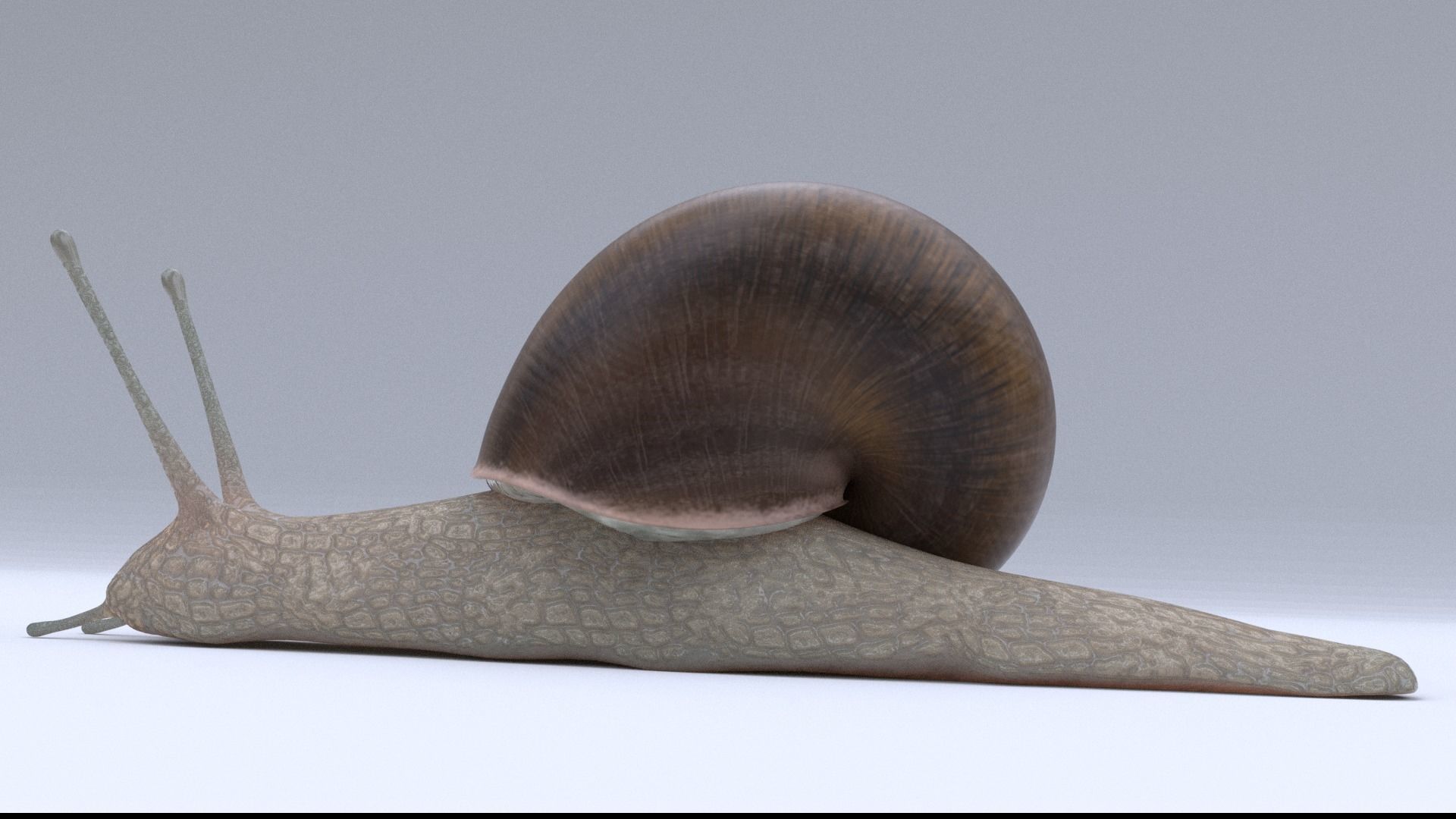 Snail Low-poly 3D model_2