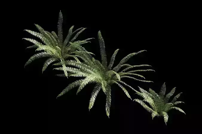 Sword Fern Animation 