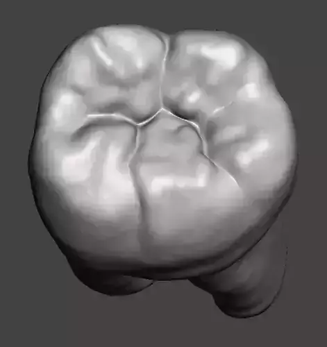 Left side Mandibular first molar Free 3D print model