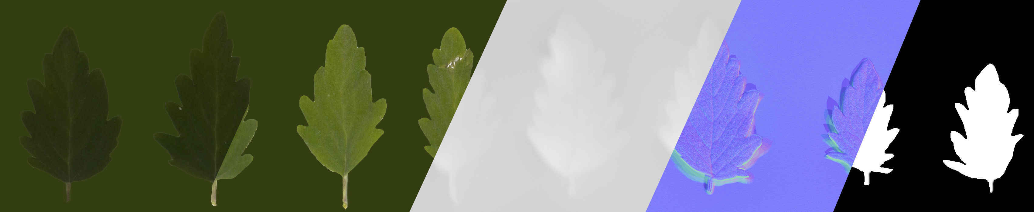 Caryopteris plant 3D model_11