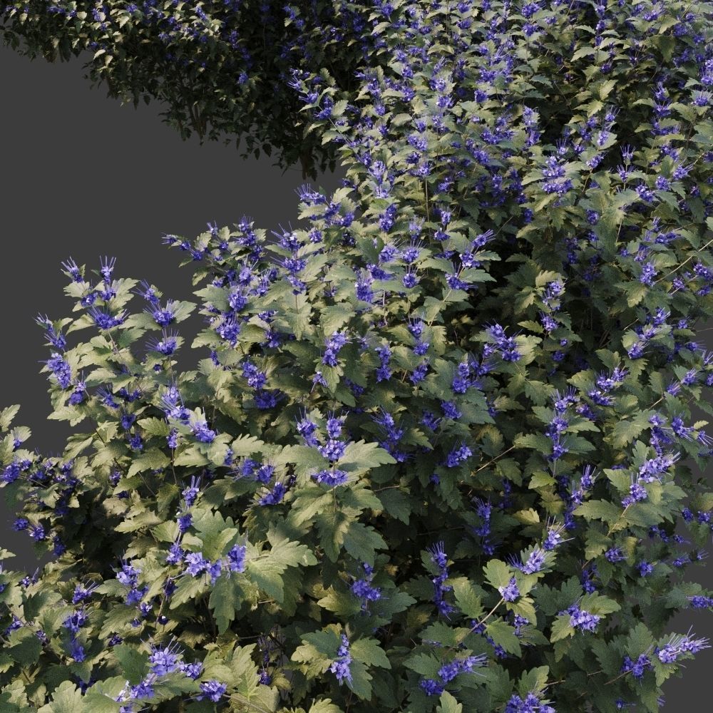 Caryopteris plant 3D model_4