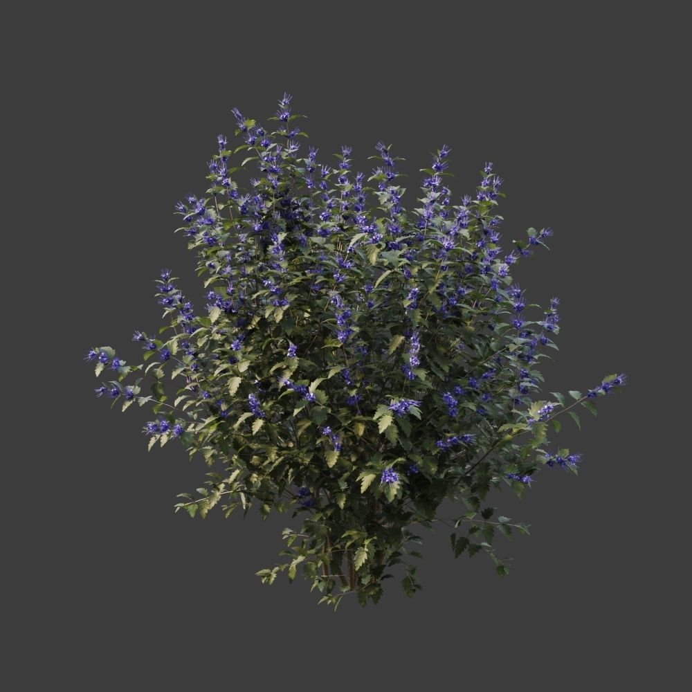 Caryopteris plant 3D model_2