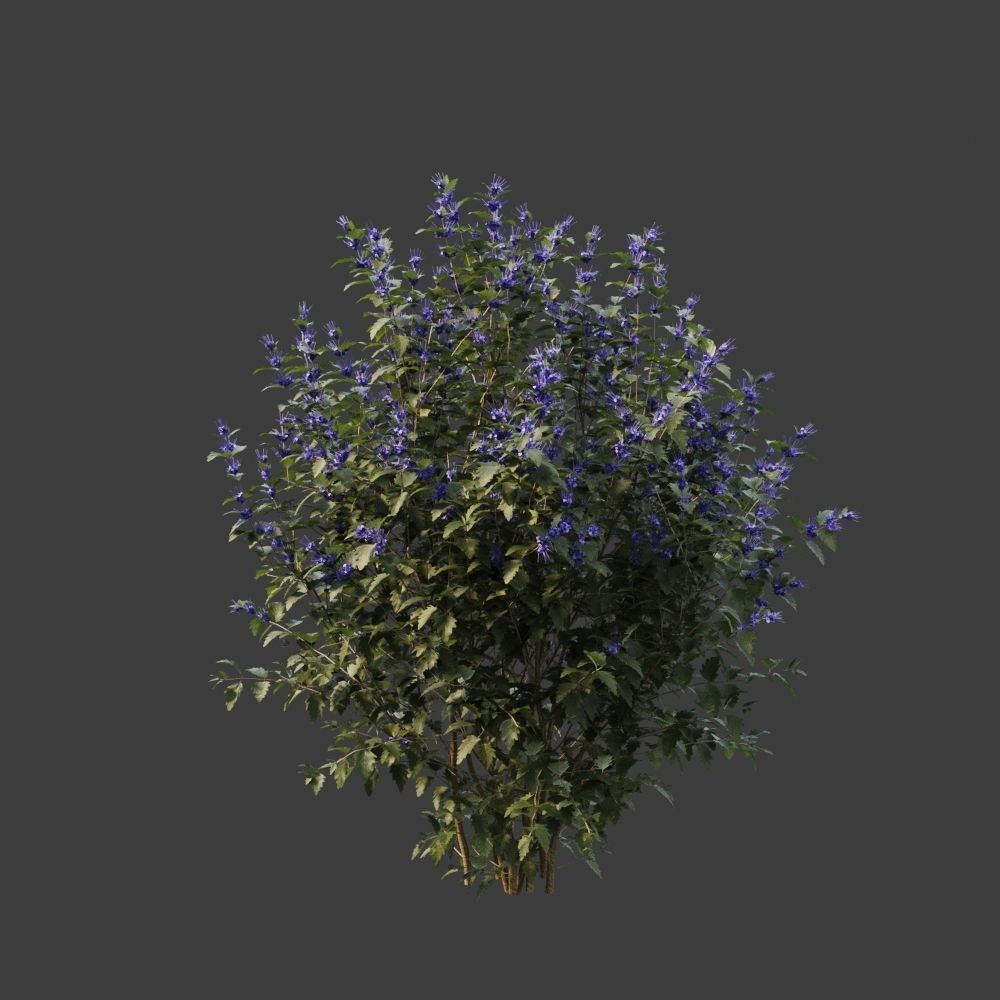 Caryopteris plant 3D model_1