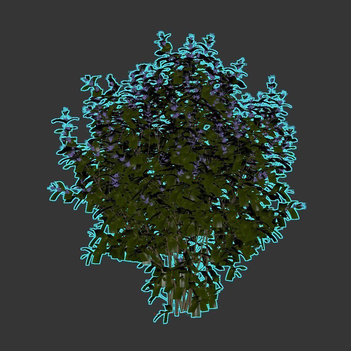 Caryopteris plant 3D model_5