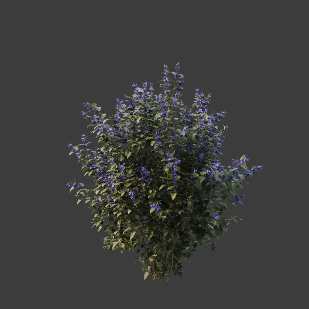 Caryopteris plant 3D model_3