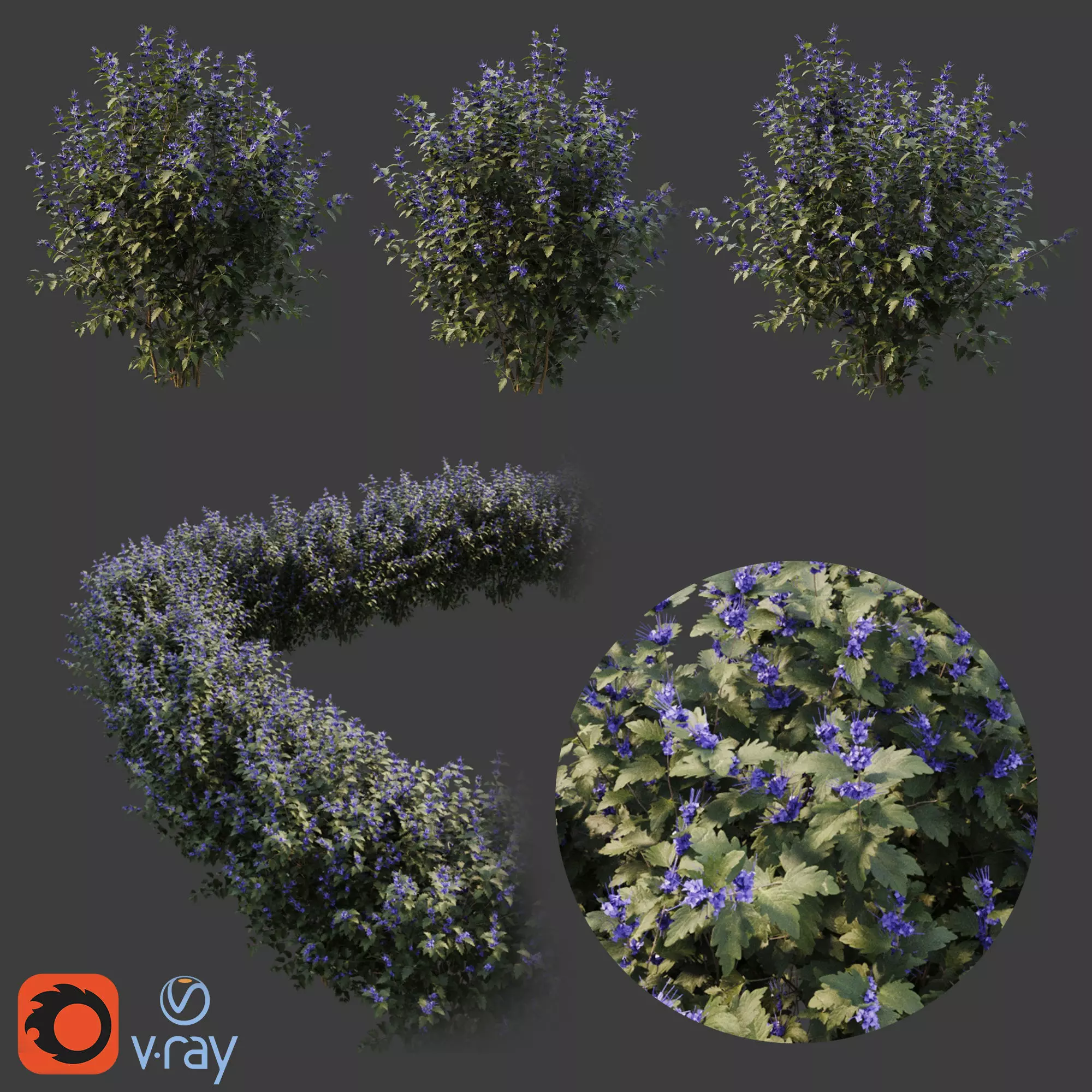 Caryopteris plant 3D model_0
