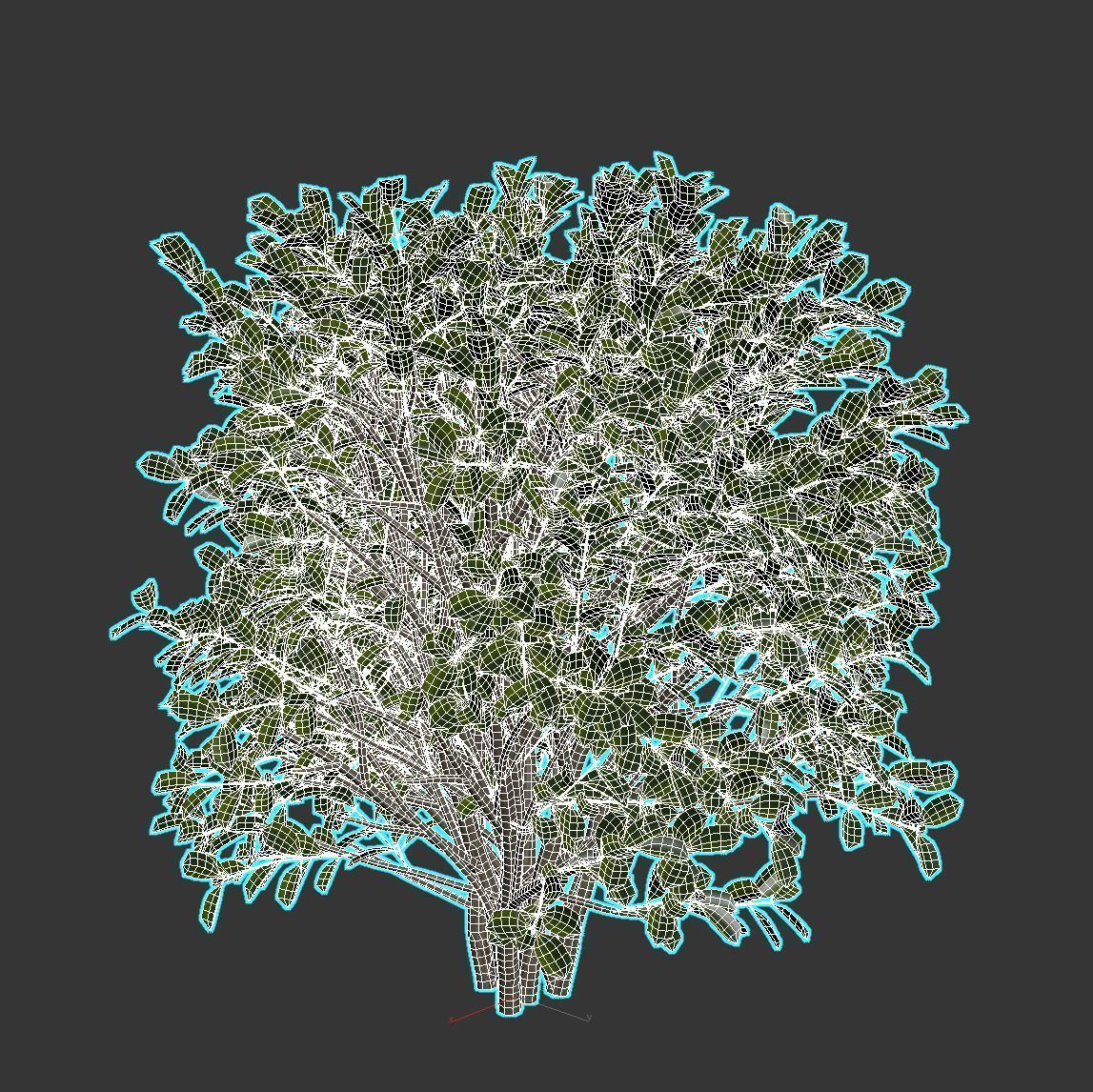 Cherry Laurel 3D model_6