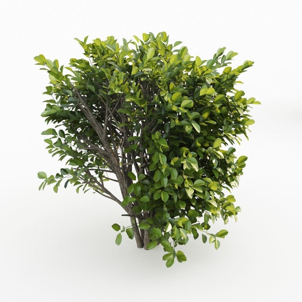 Cherry Laurel 3D model_1