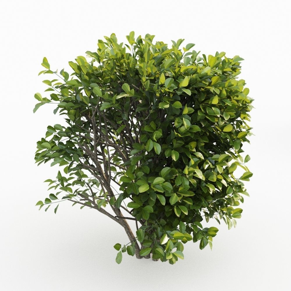 Cherry Laurel 3D model_2