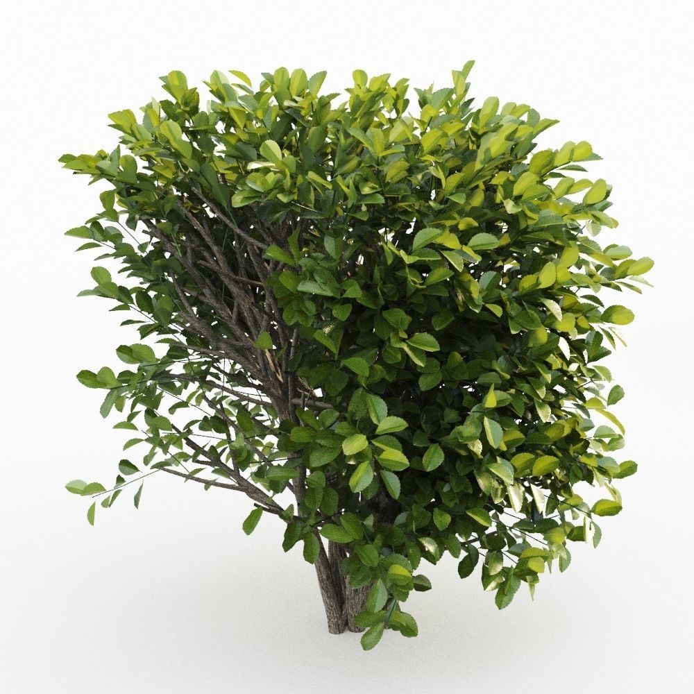 Cherry Laurel 3D model_3
