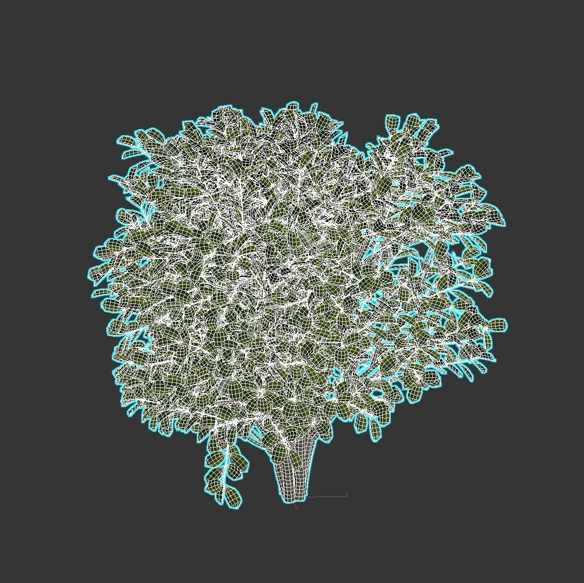 Cherry Laurel 3D model_12