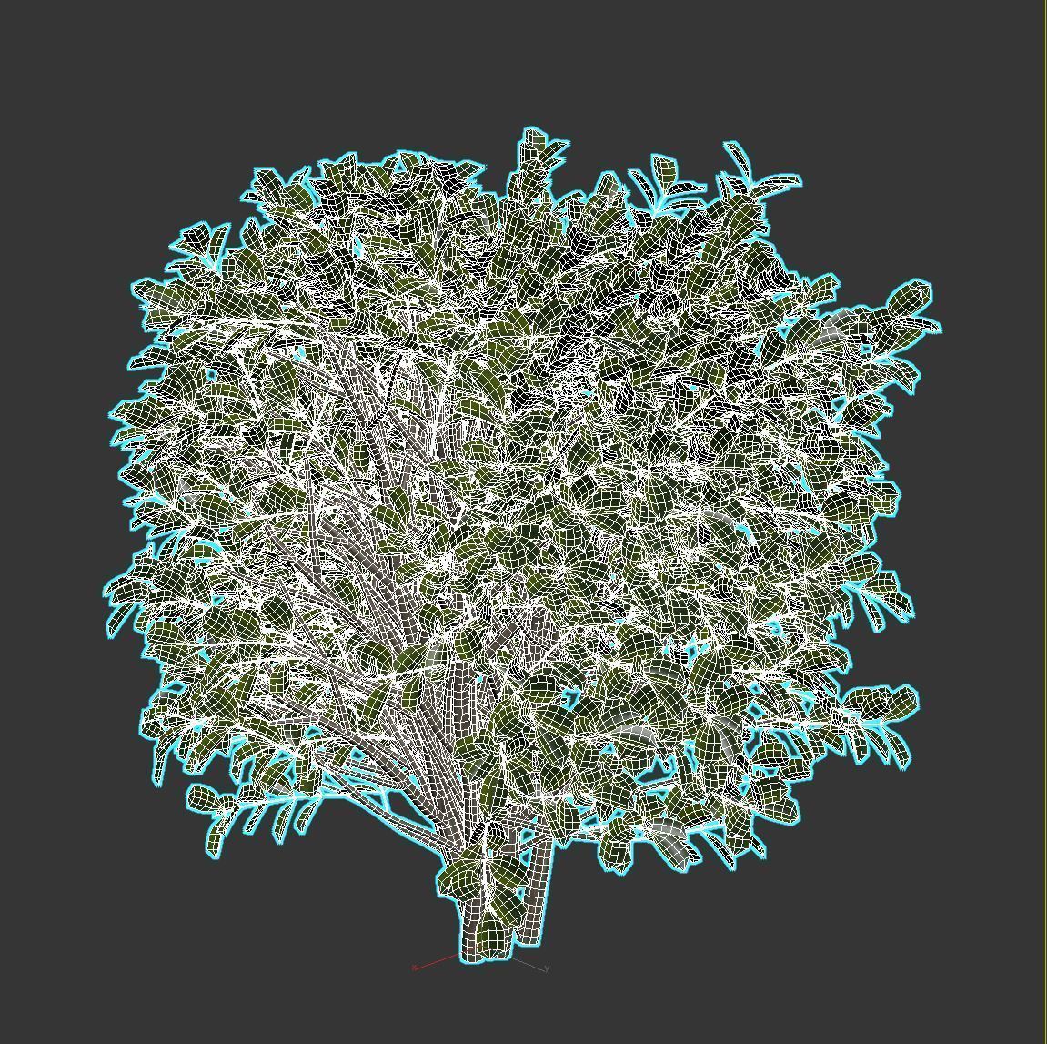 Cherry Laurel 3D model_8