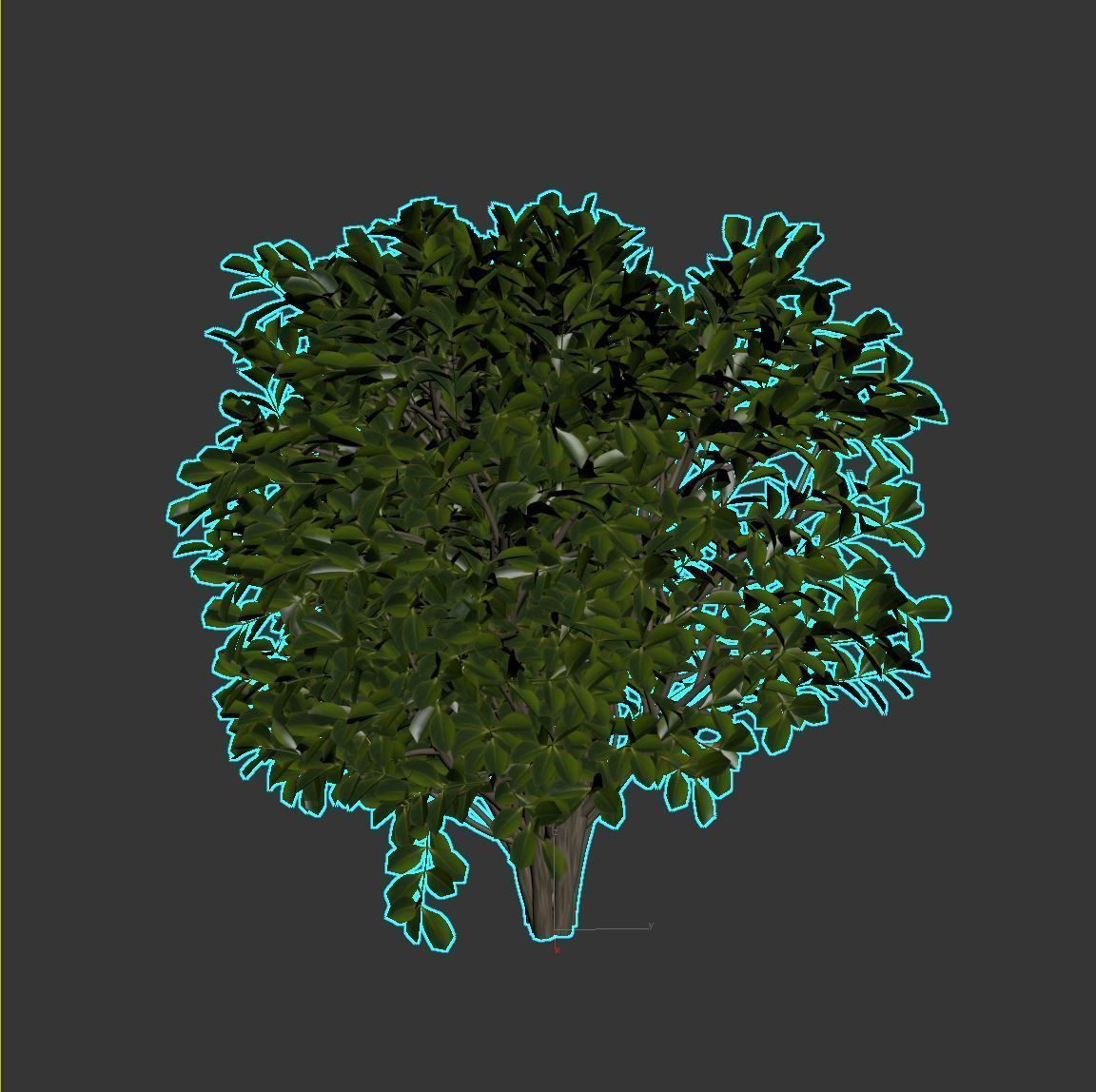 Cherry Laurel 3D model_11