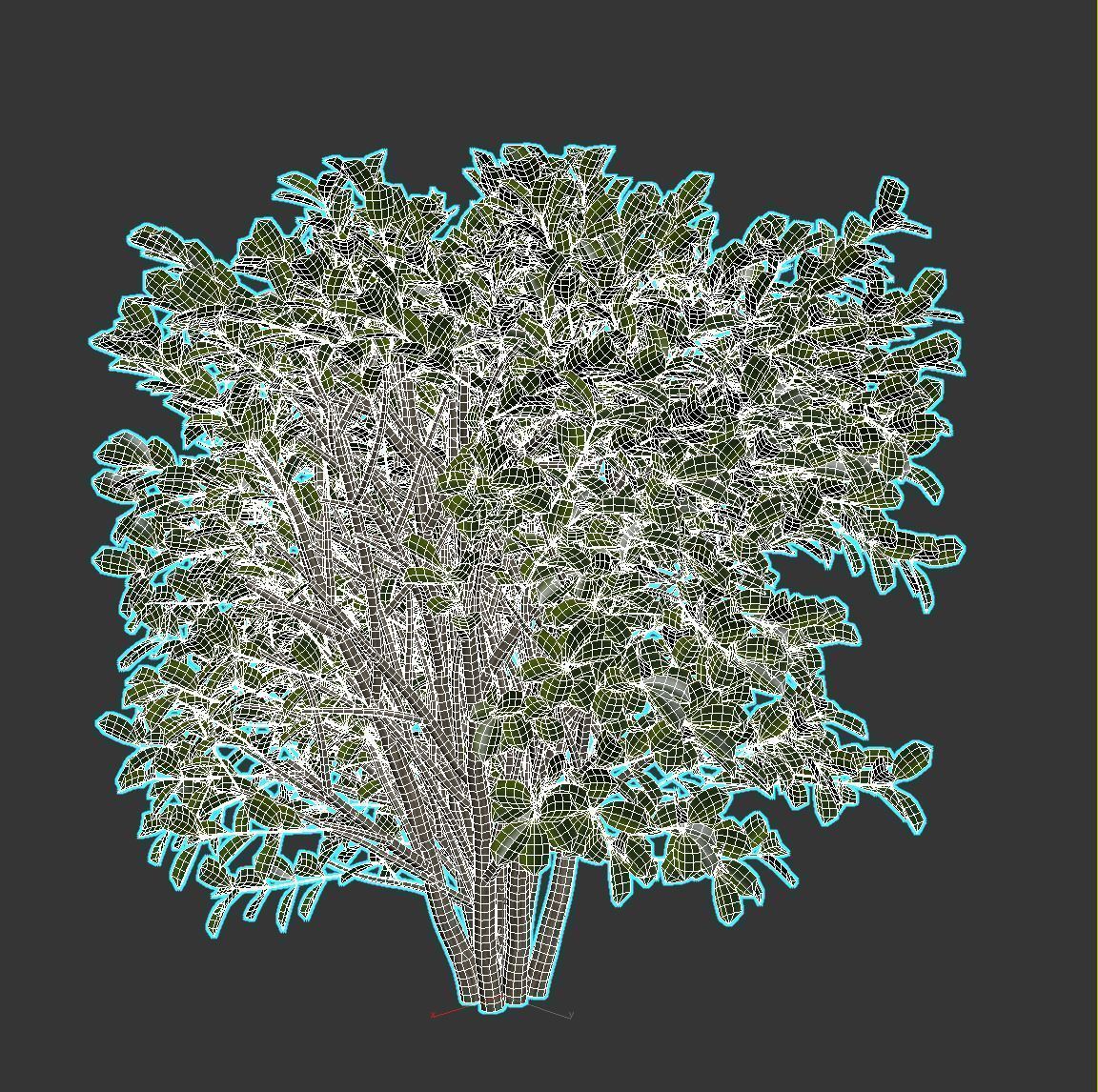 Cherry Laurel 3D model_10