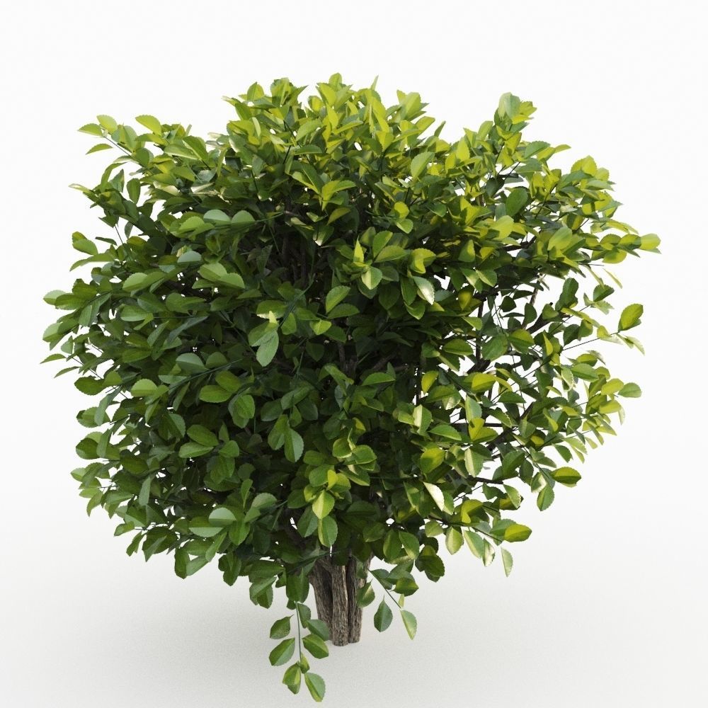 Cherry Laurel 3D model_4