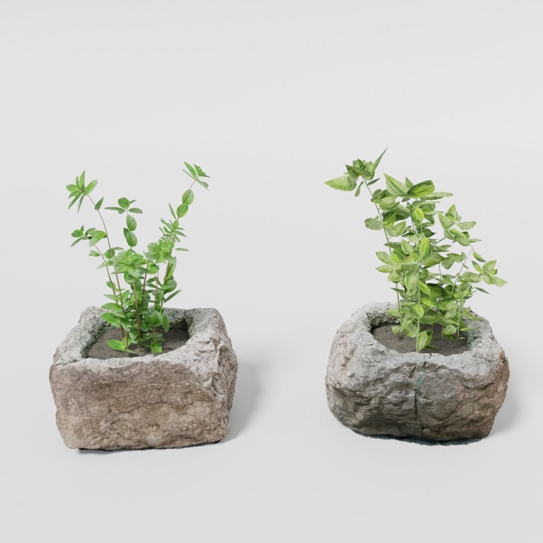 2 Plants and photoscanned rock pot 3D model_1