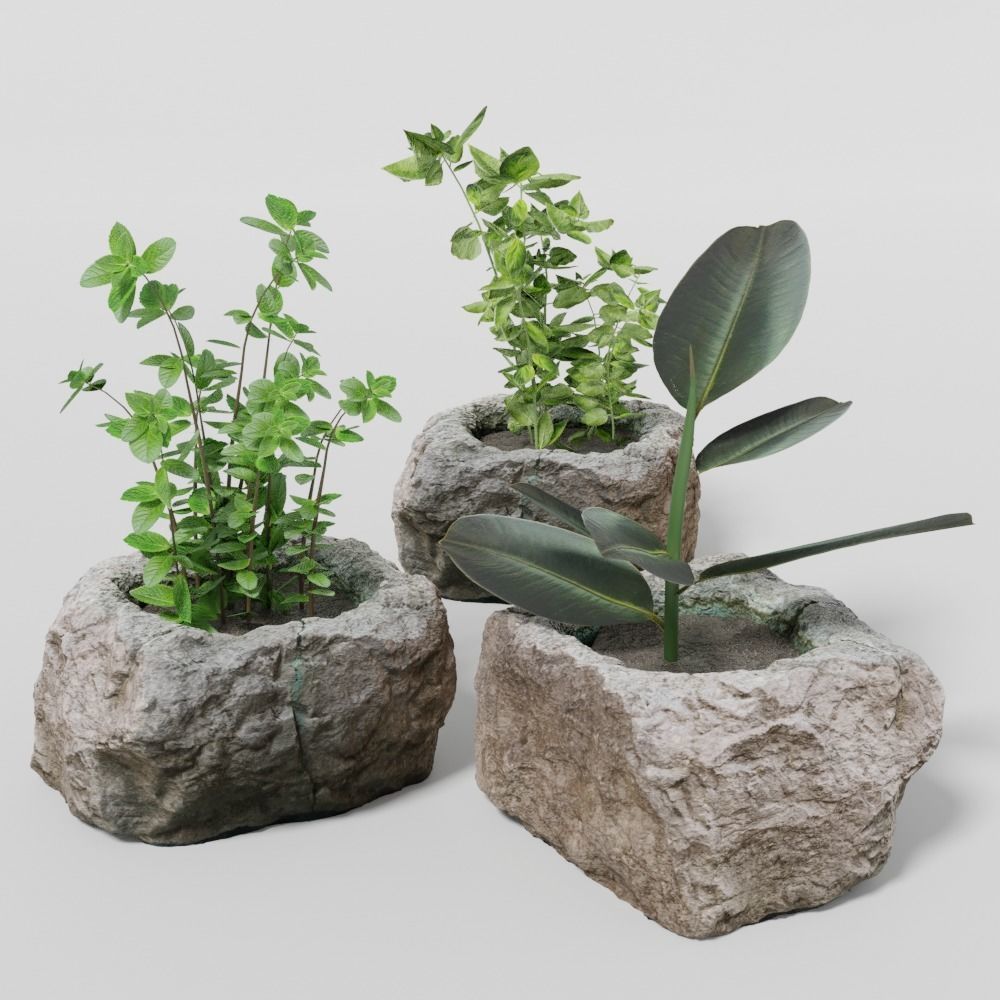 2 Plants and photoscanned rock pot 3D model_3