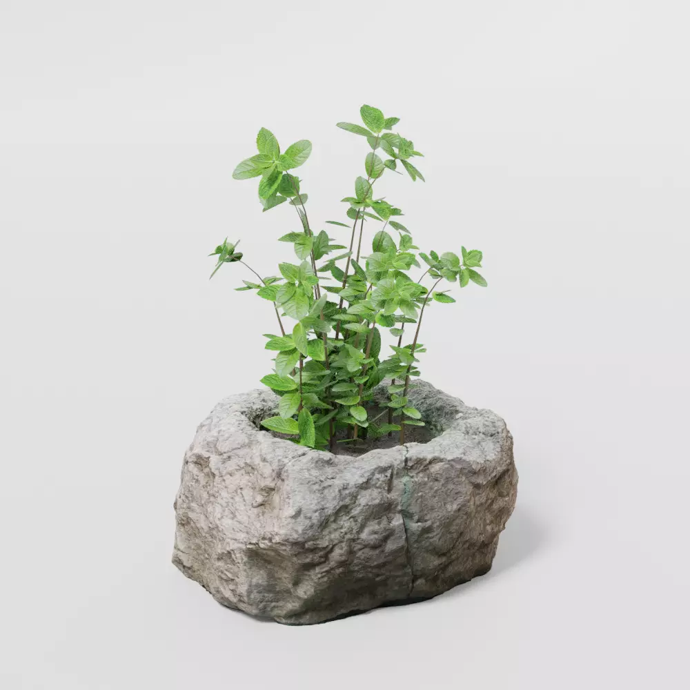 2 Plants and photoscanned rock pot 3D model_0