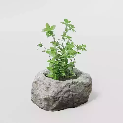 2 Plants and photoscanned rock pot