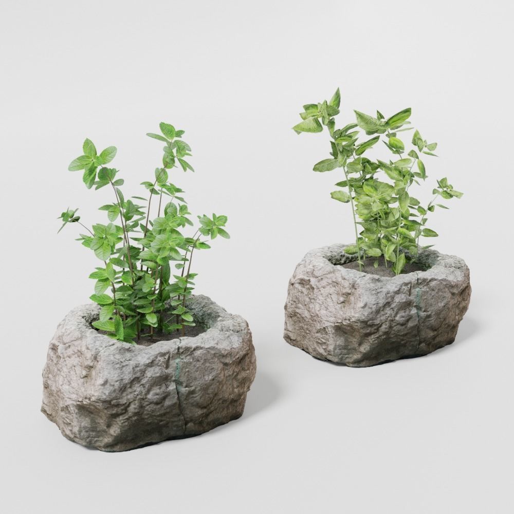 2 Plants and photoscanned rock pot 3D model_2