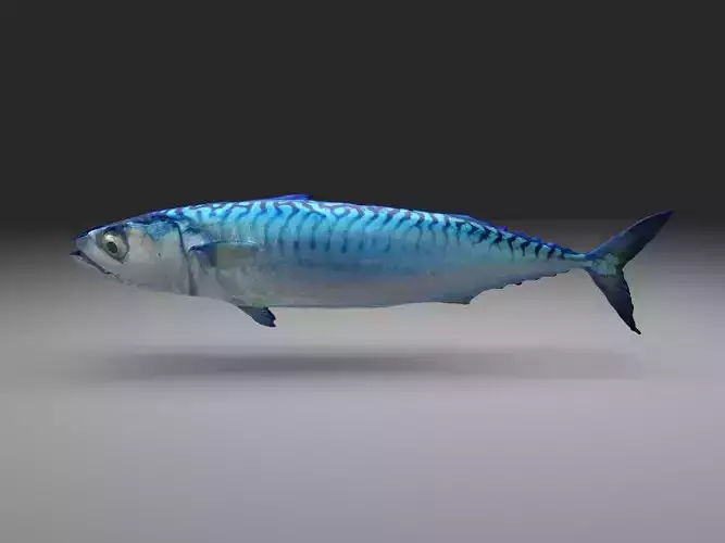 Mackerel fish  little tuna 3d model