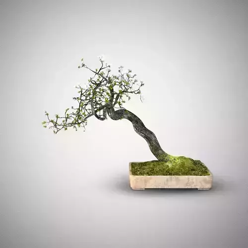 Bonsai tree