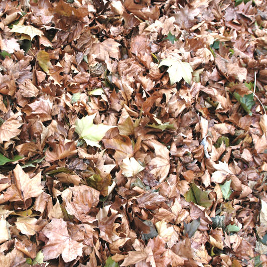 Bonsai tree 3D model_6