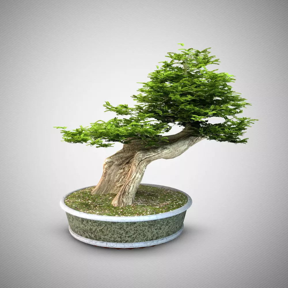 Bonsai tree 3D model_0