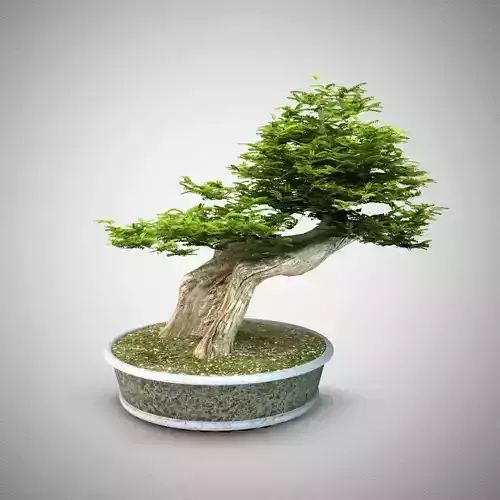 Bonsai tree