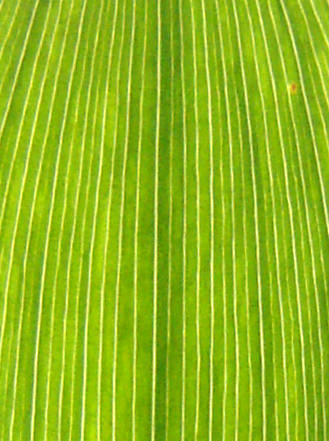 Bonsai tree 3D model_3