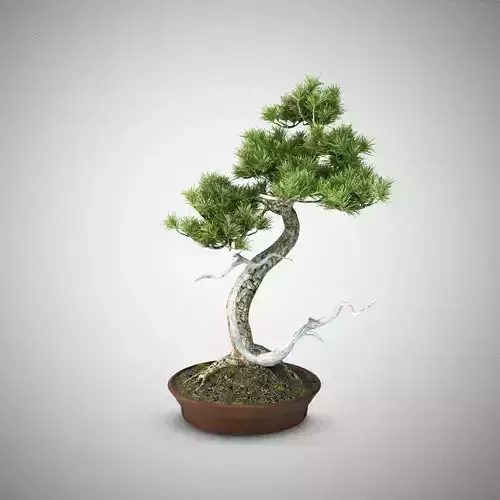 Bonsai tree