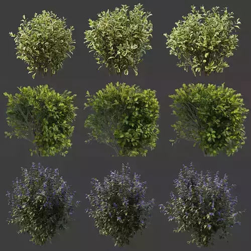 Hedge shrubs vol 1 3D Model Collection