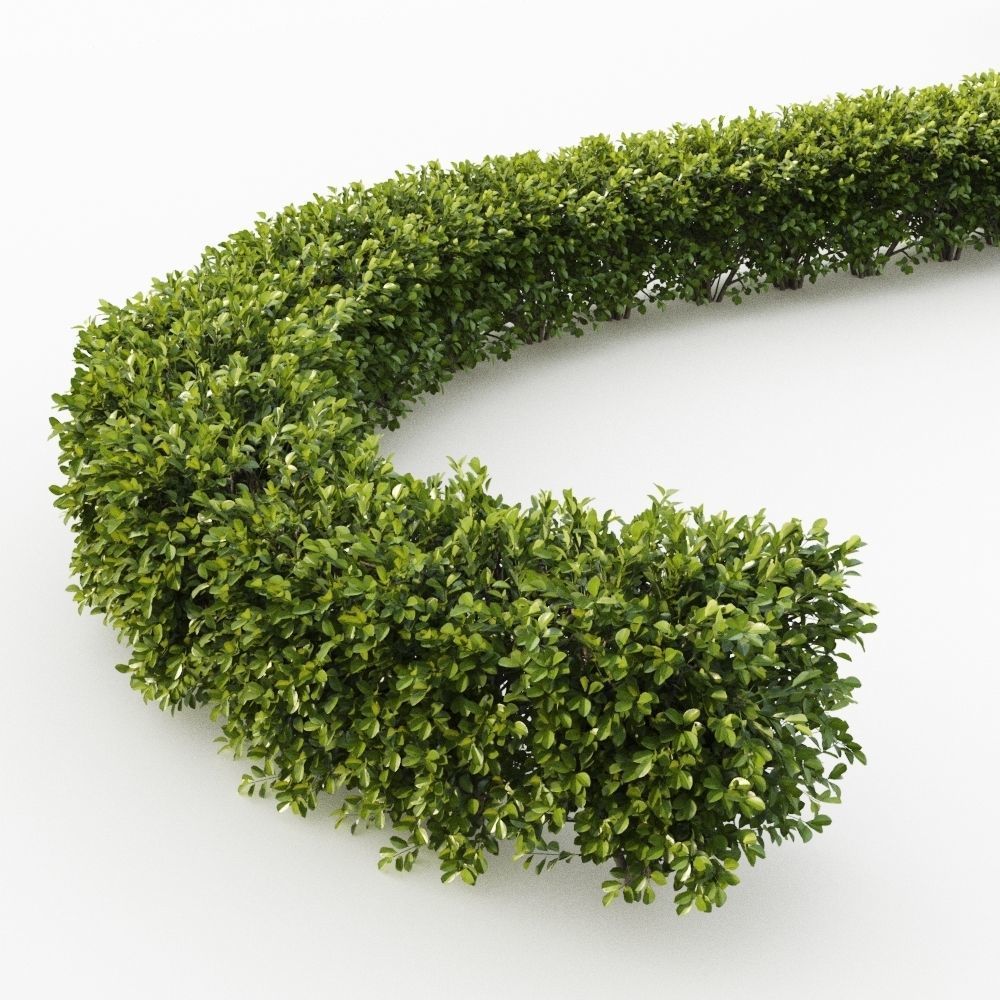 Hedge shrubs vol 1 3D Model Collection_6