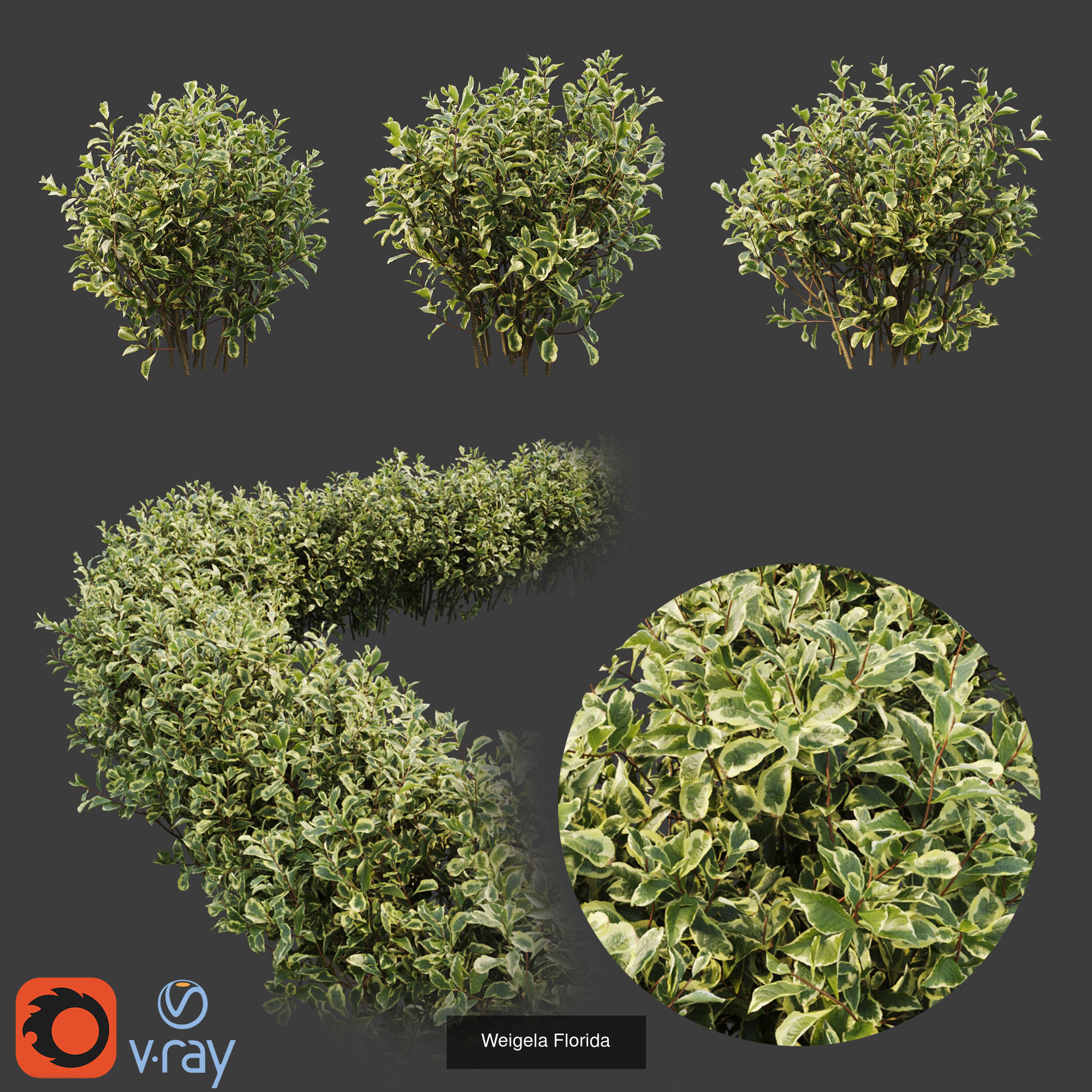 Hedge shrubs vol 1 3D Model Collection_2