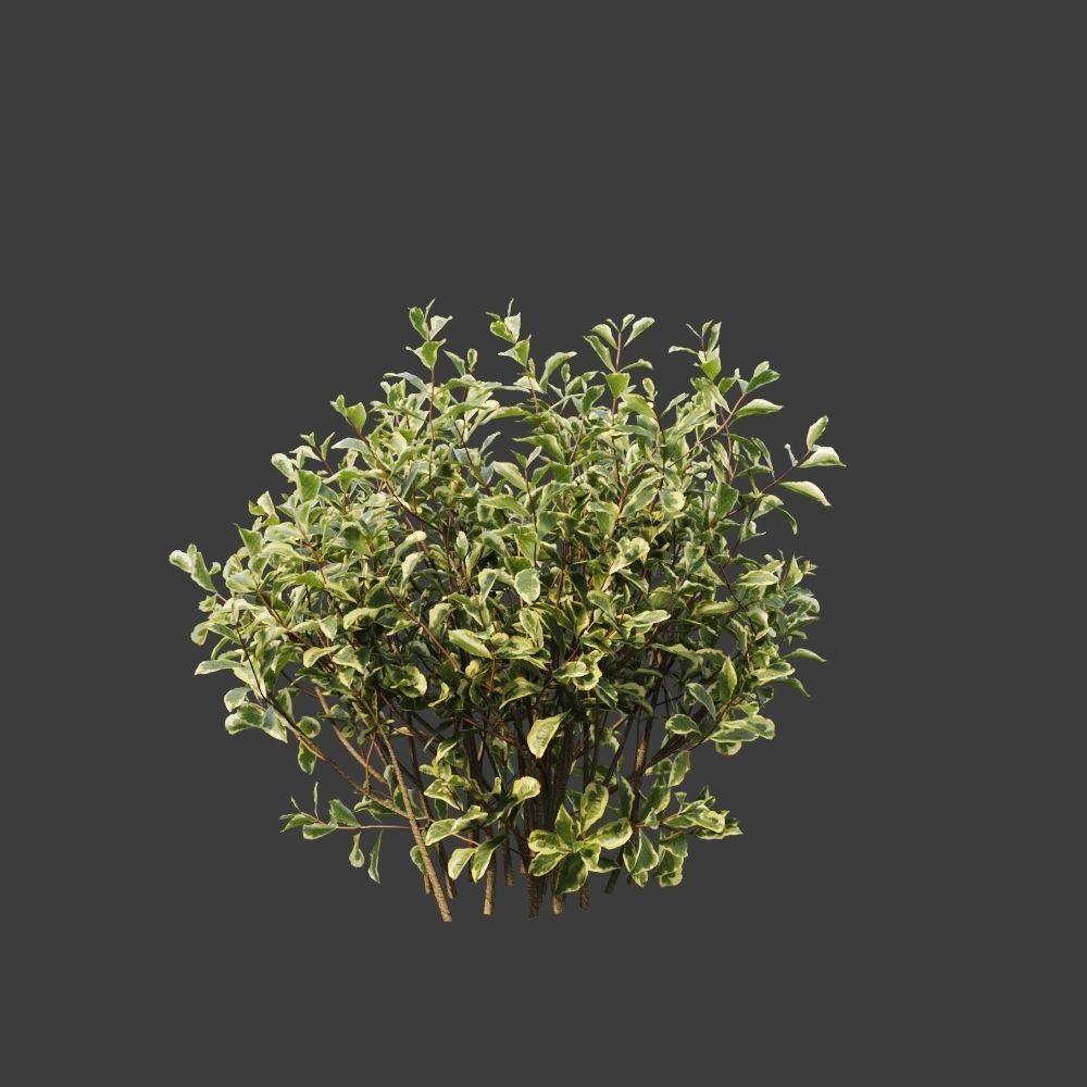 Hedge shrubs vol 1 3D Model Collection_14