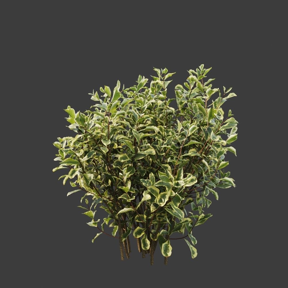 Hedge shrubs vol 1 3D Model Collection_15