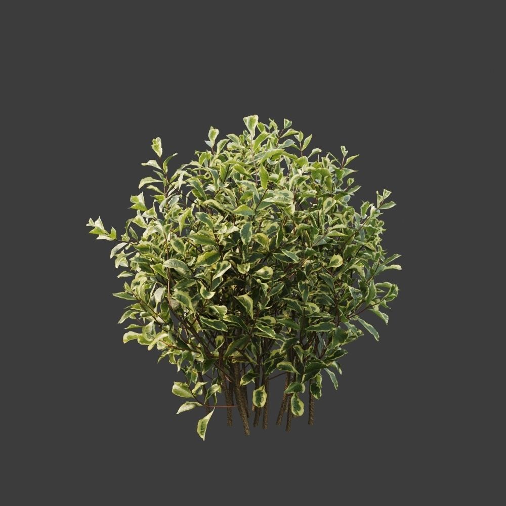 Hedge shrubs vol 1 3D Model Collection_12