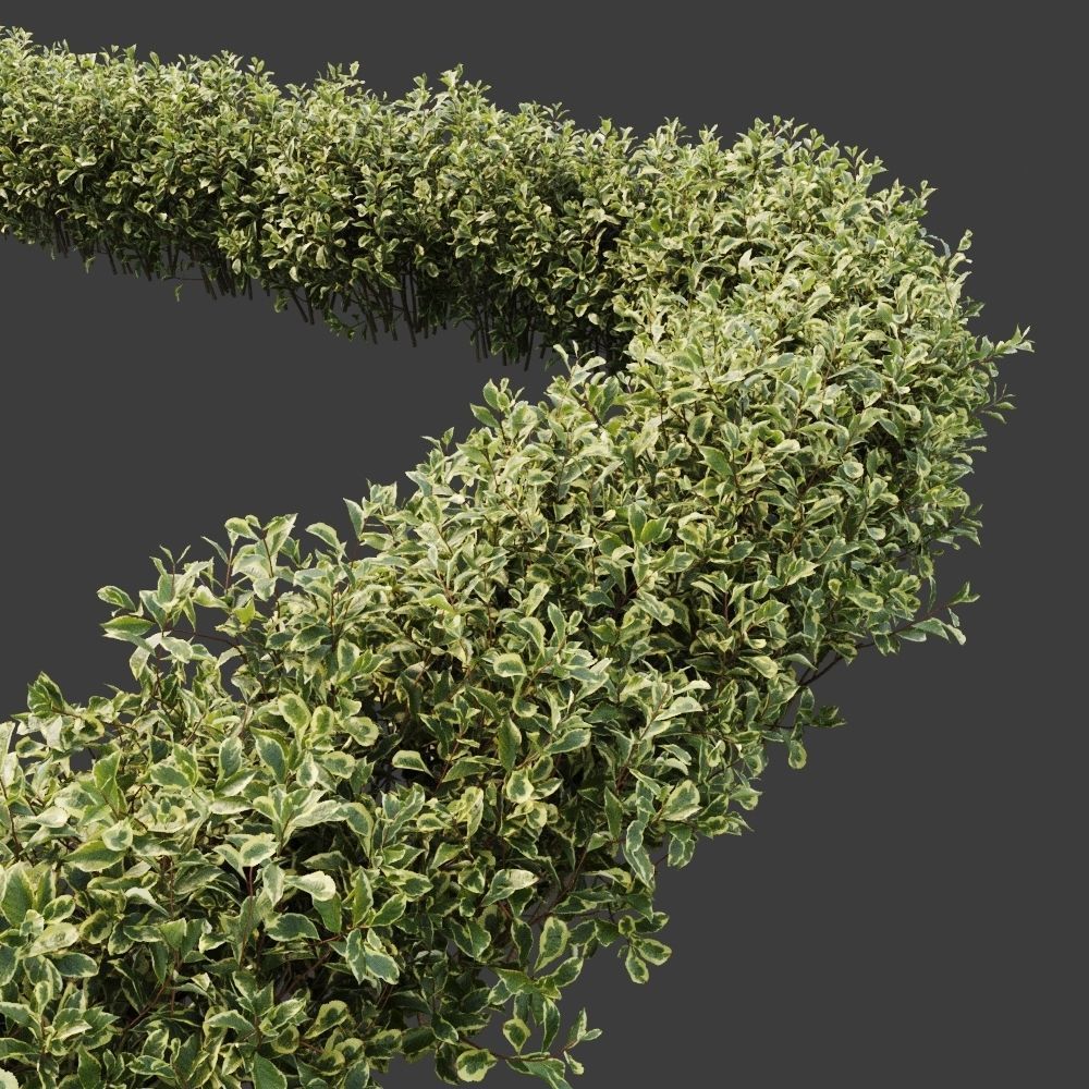 Hedge shrubs vol 1 3D Model Collection_13