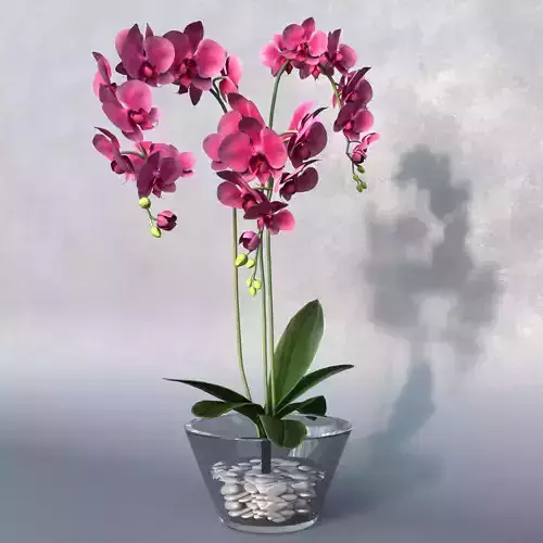 Phalaenopsis Orchid  flowers 3D model