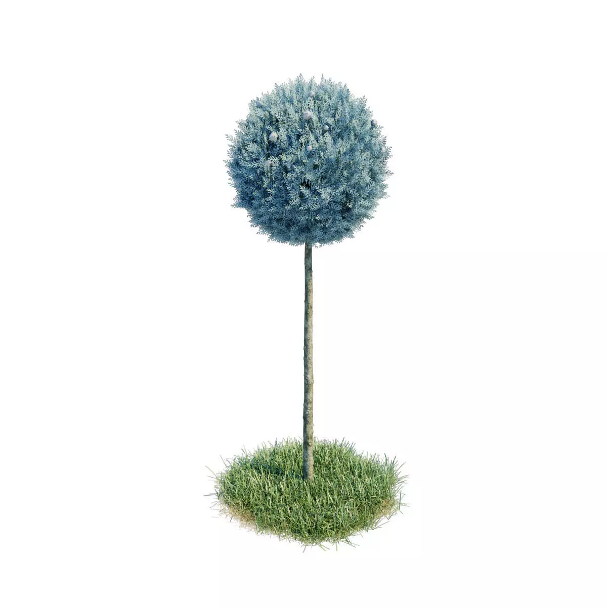 Cypress - Cupressus Arizonica Stamm Sphere 3D model