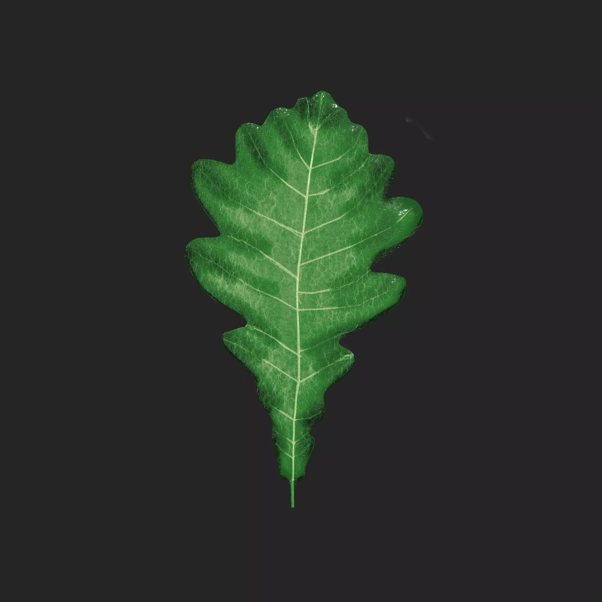 OAK LEAF Low-poly 3D model_0