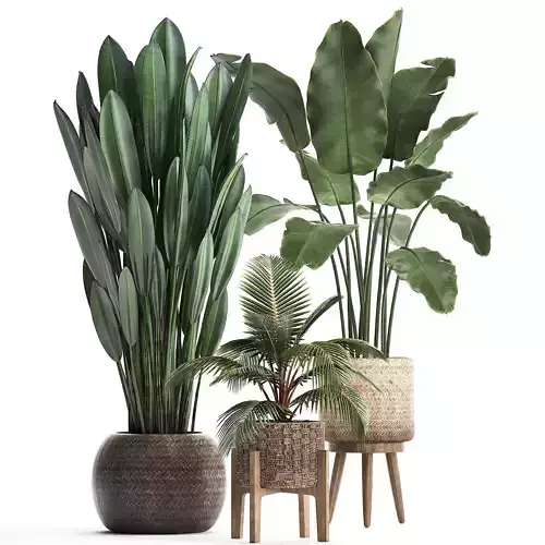 Collection Plants Banana palm Strelitzia coconut palm 400