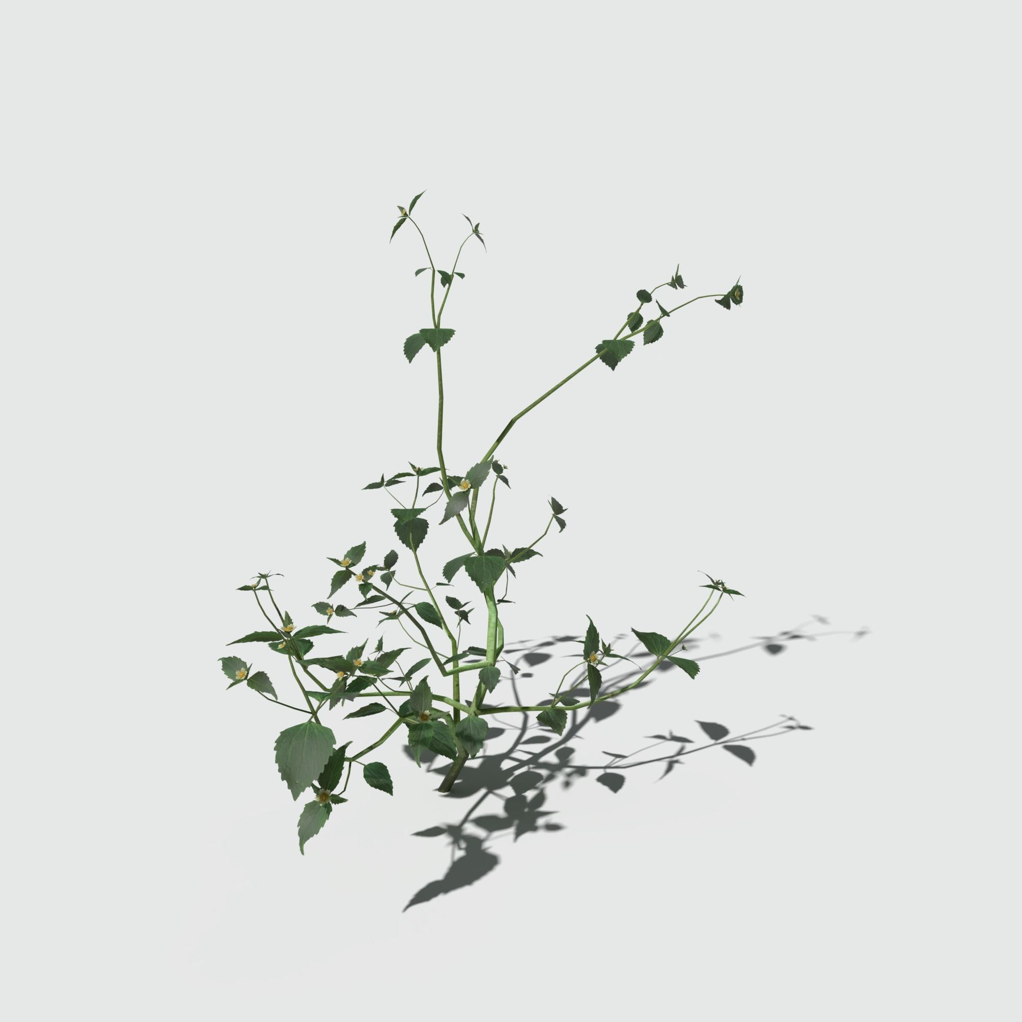 Galinsoga Pack 3D model_6