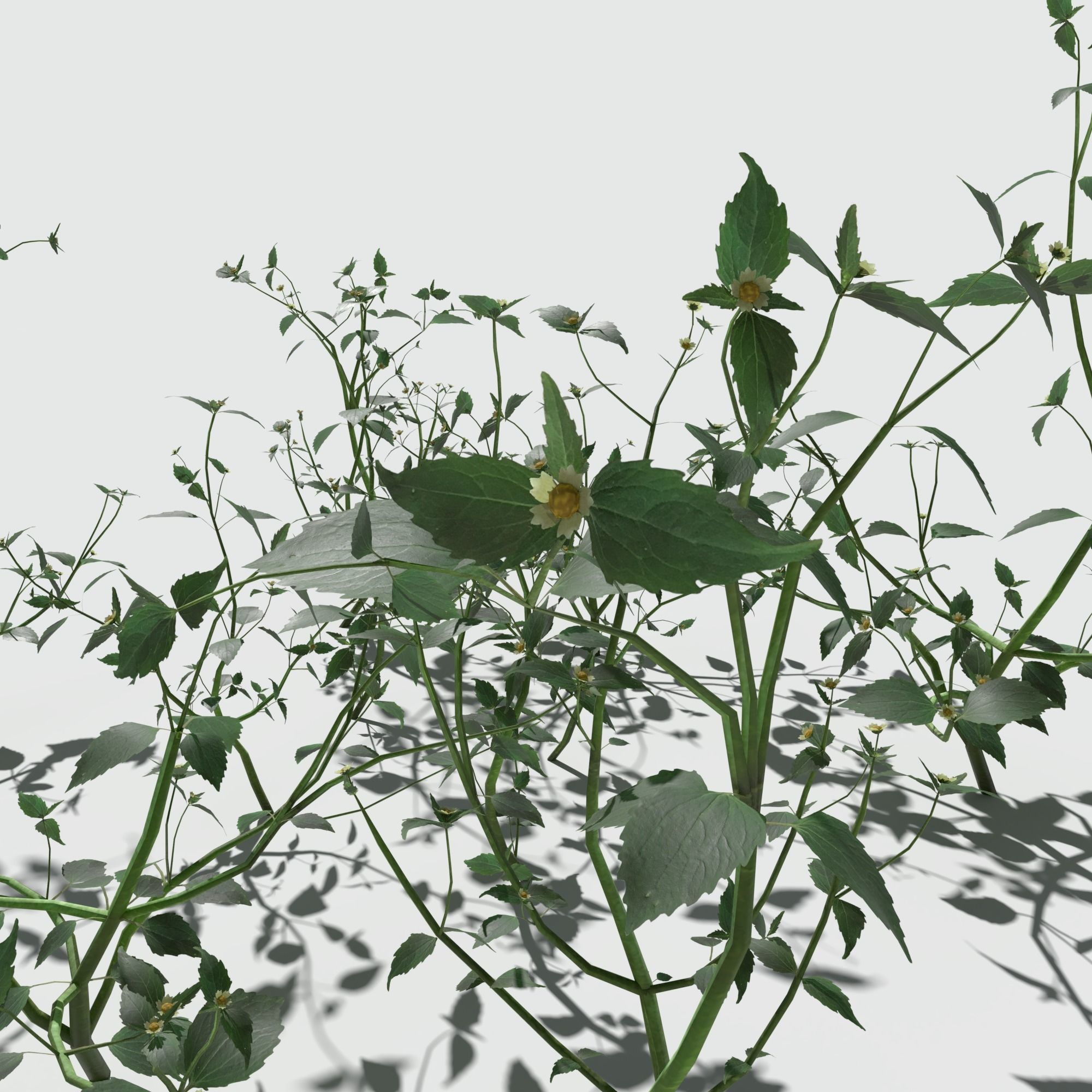 Galinsoga Pack 3D model_4