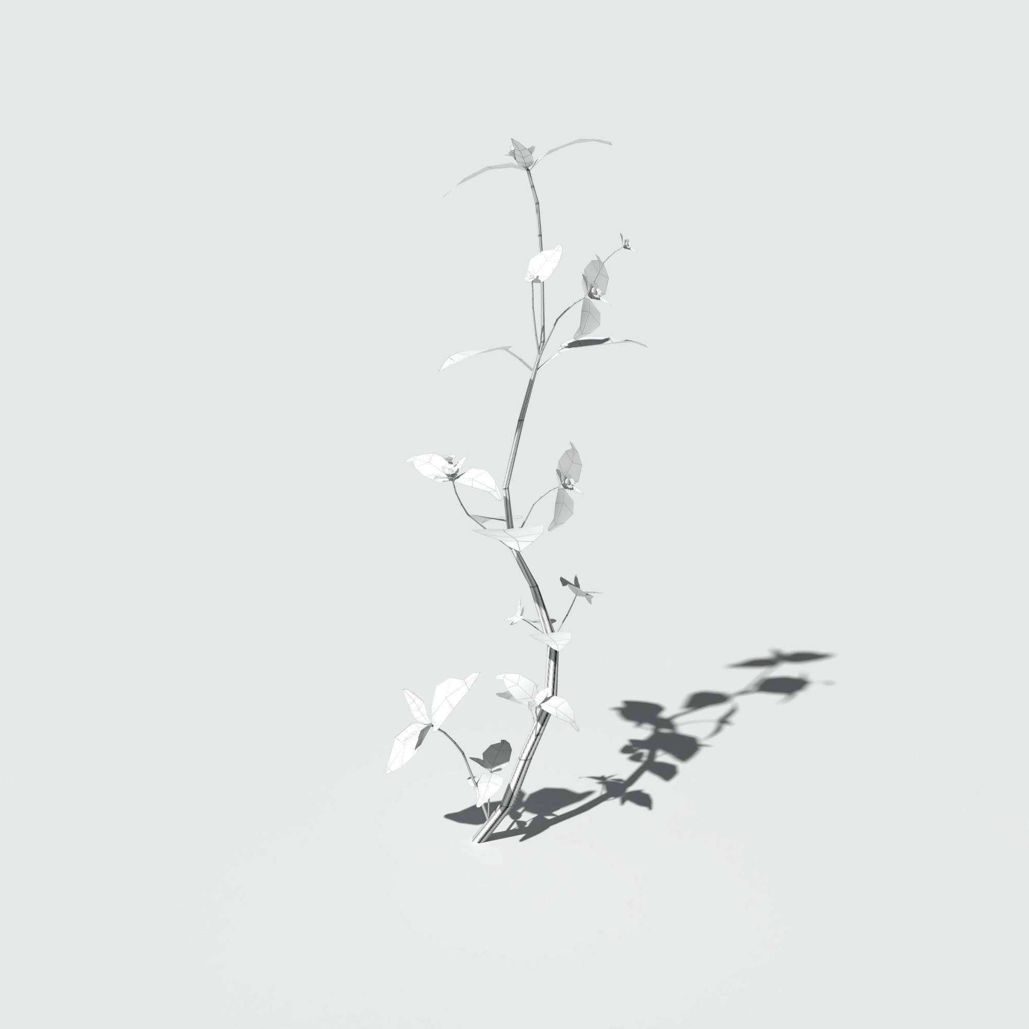 Galinsoga Pack 3D model_9