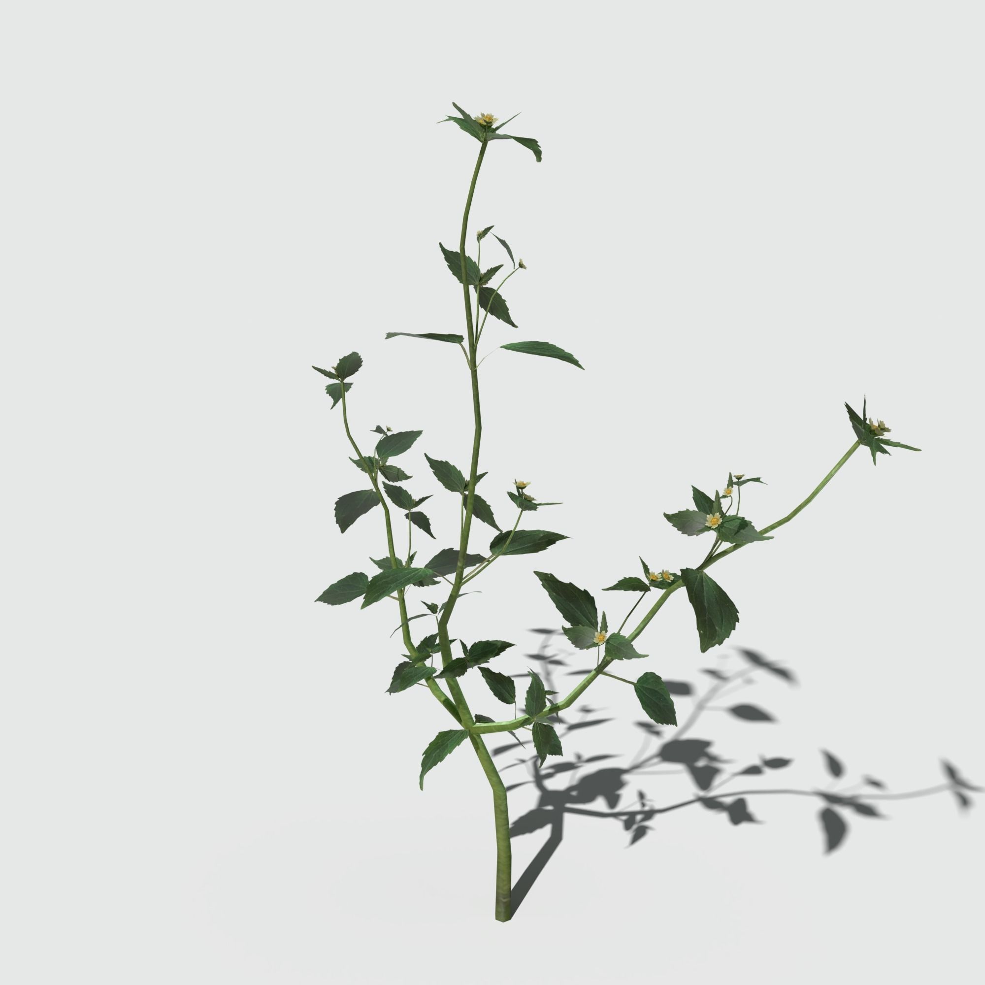 Galinsoga Pack 3D model_12