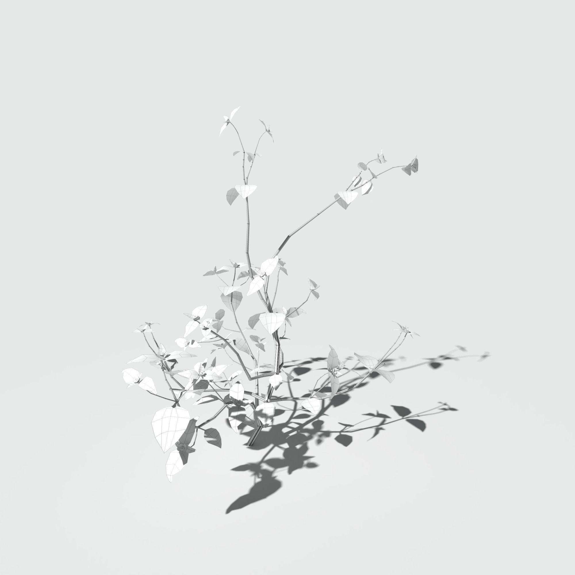 Galinsoga Pack 3D model_7