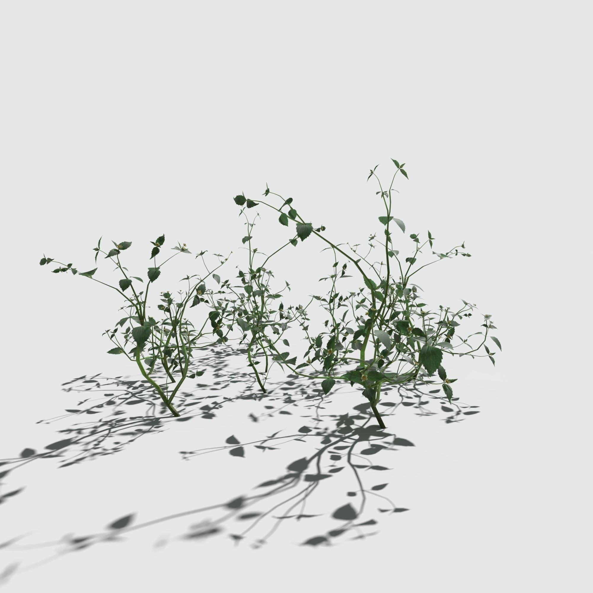 Galinsoga Pack 3D model_2